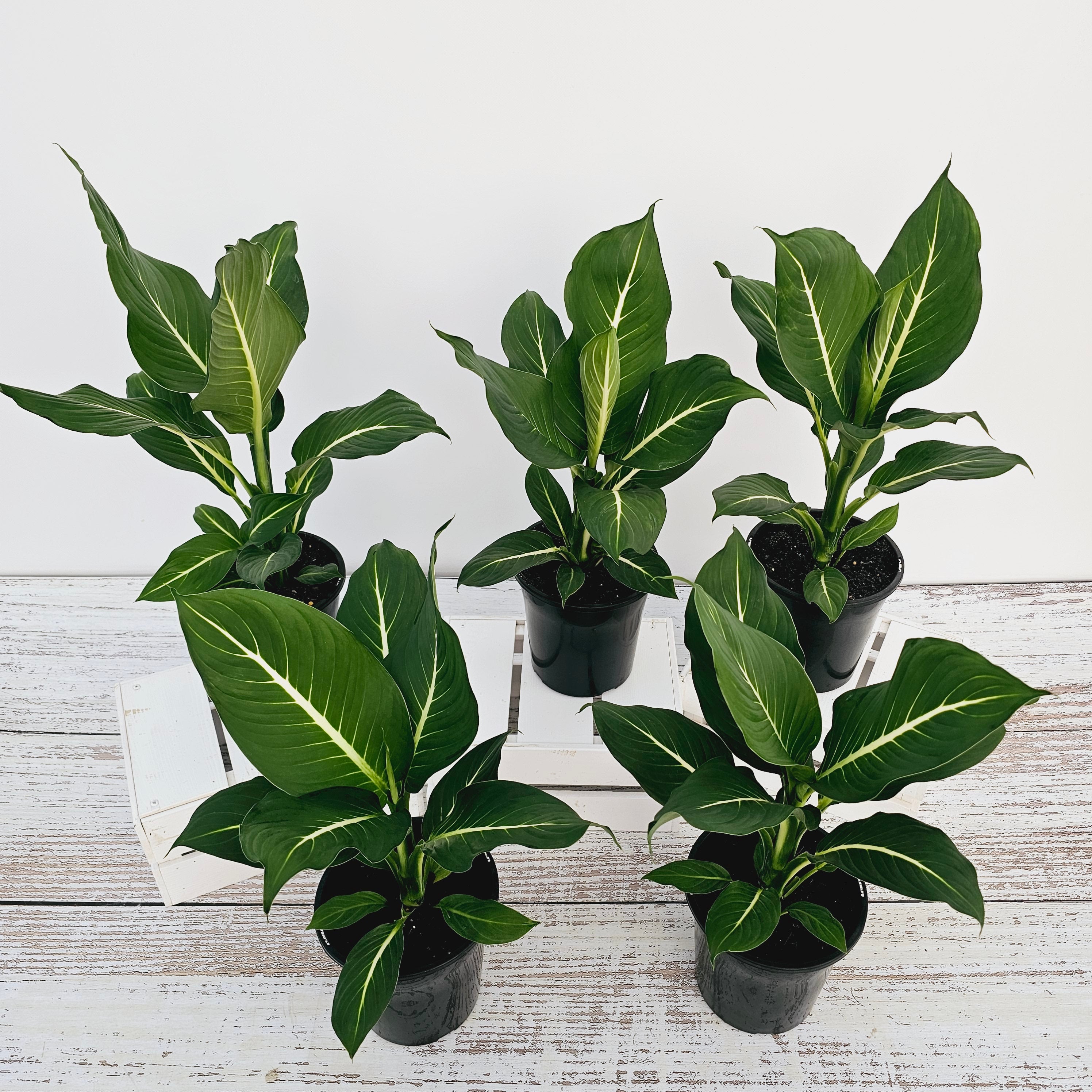 Dieffenbachia maculata Sterling