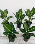 Dieffenbachia maculata Sterling