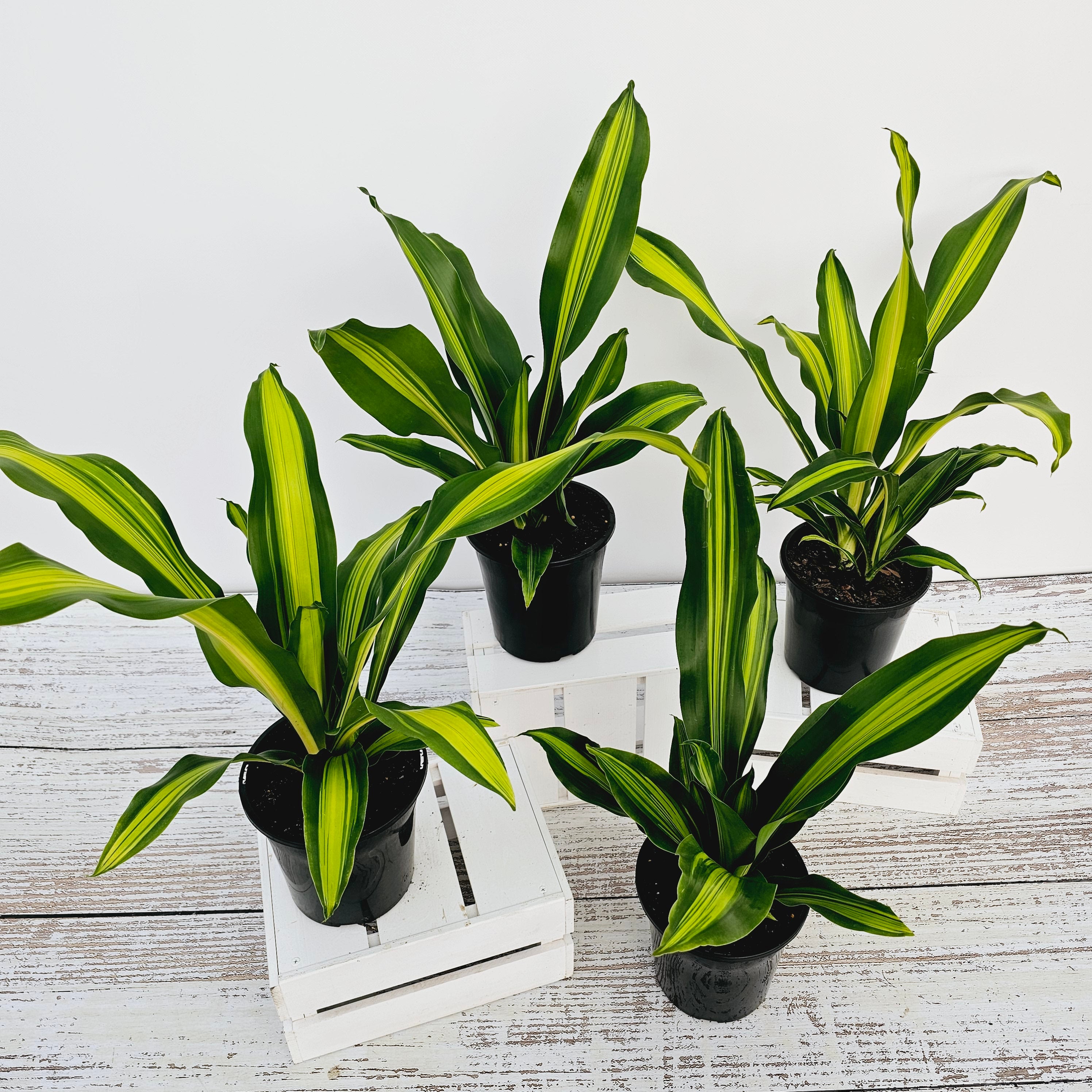 Dracaena fragrans 'Marley'