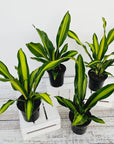Dracaena fragrans 'Marley'