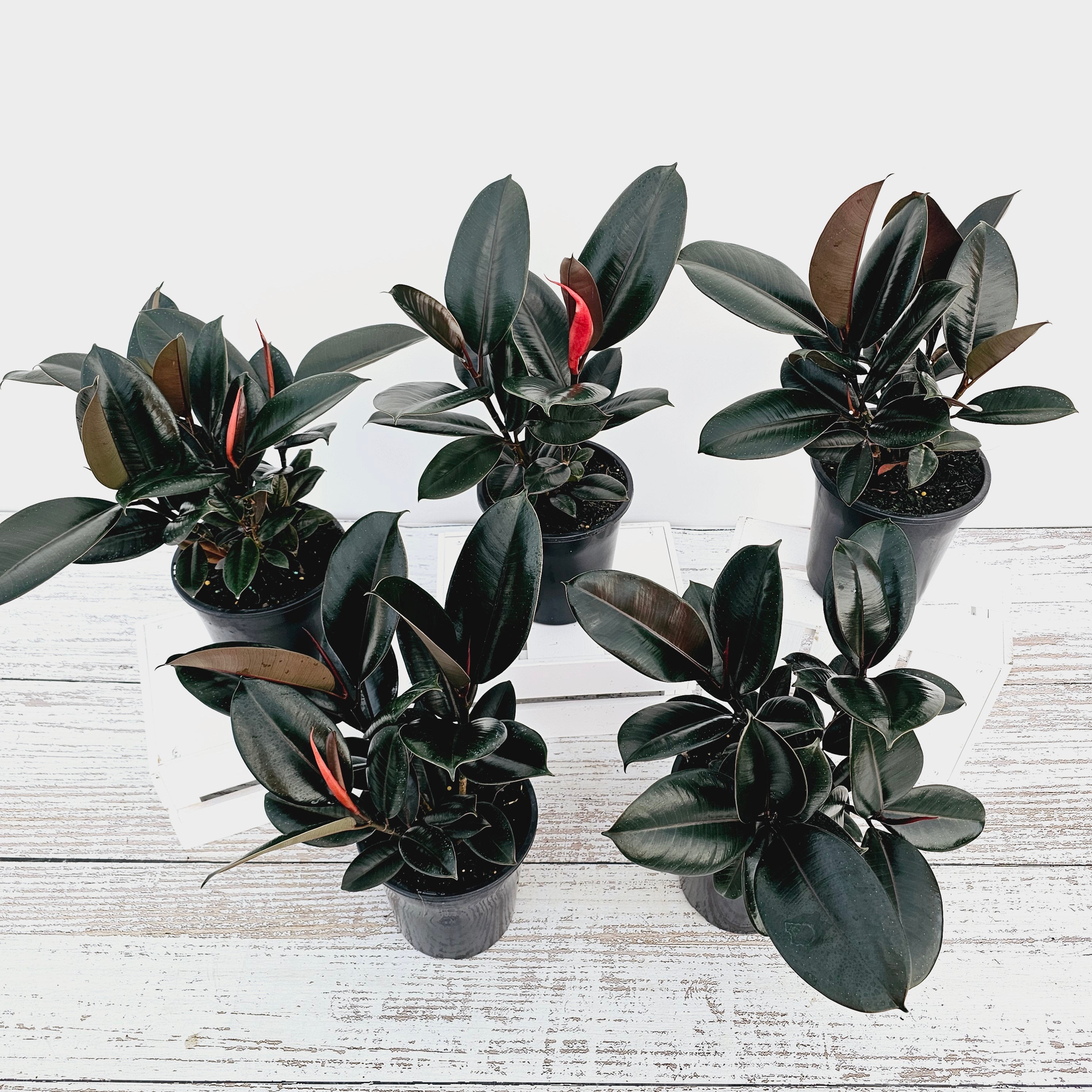 Ficus elastica Burgandy
