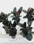 Ficus elastica Burgandy