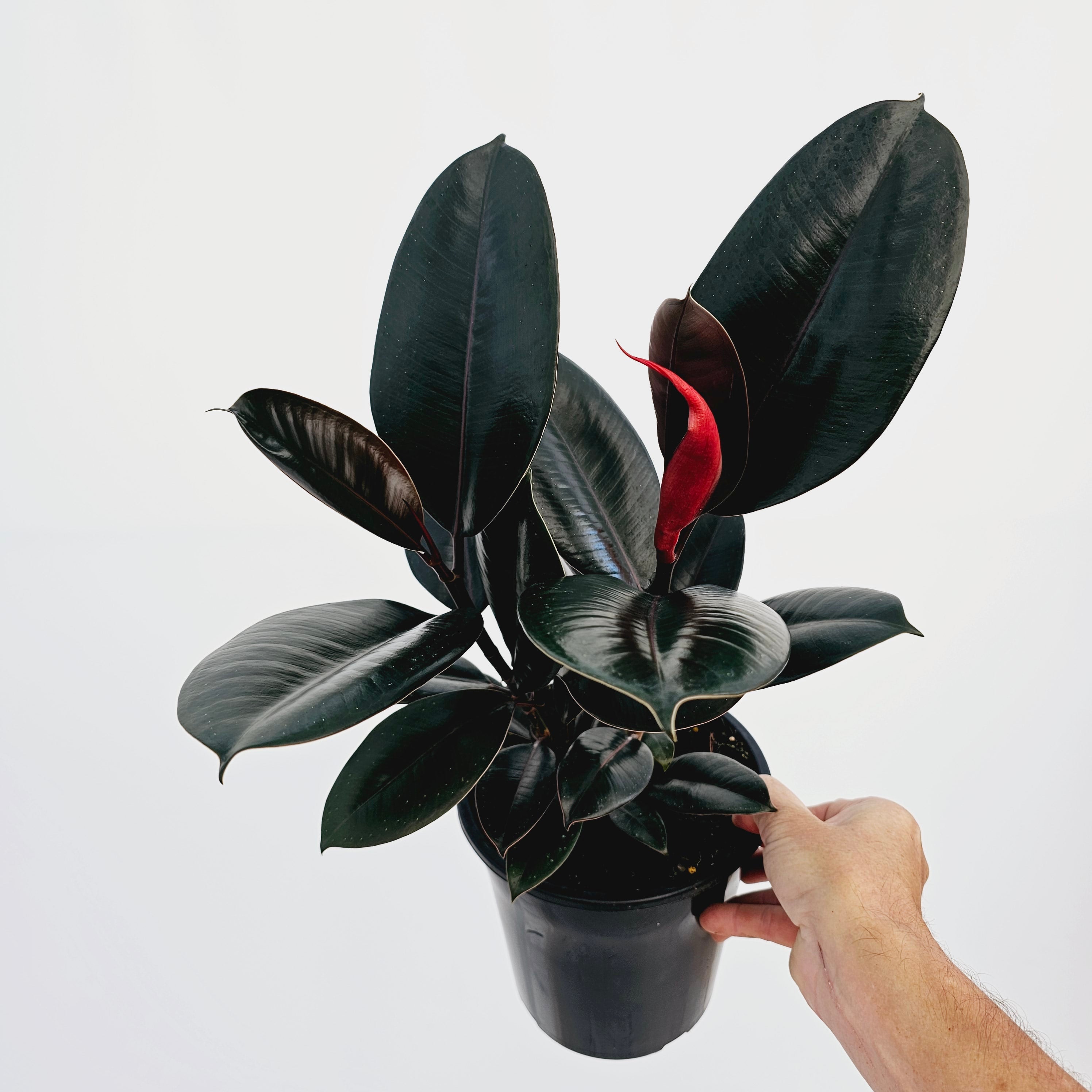 Ficus elastica Burgandy