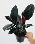 Ficus elastica Burgandy