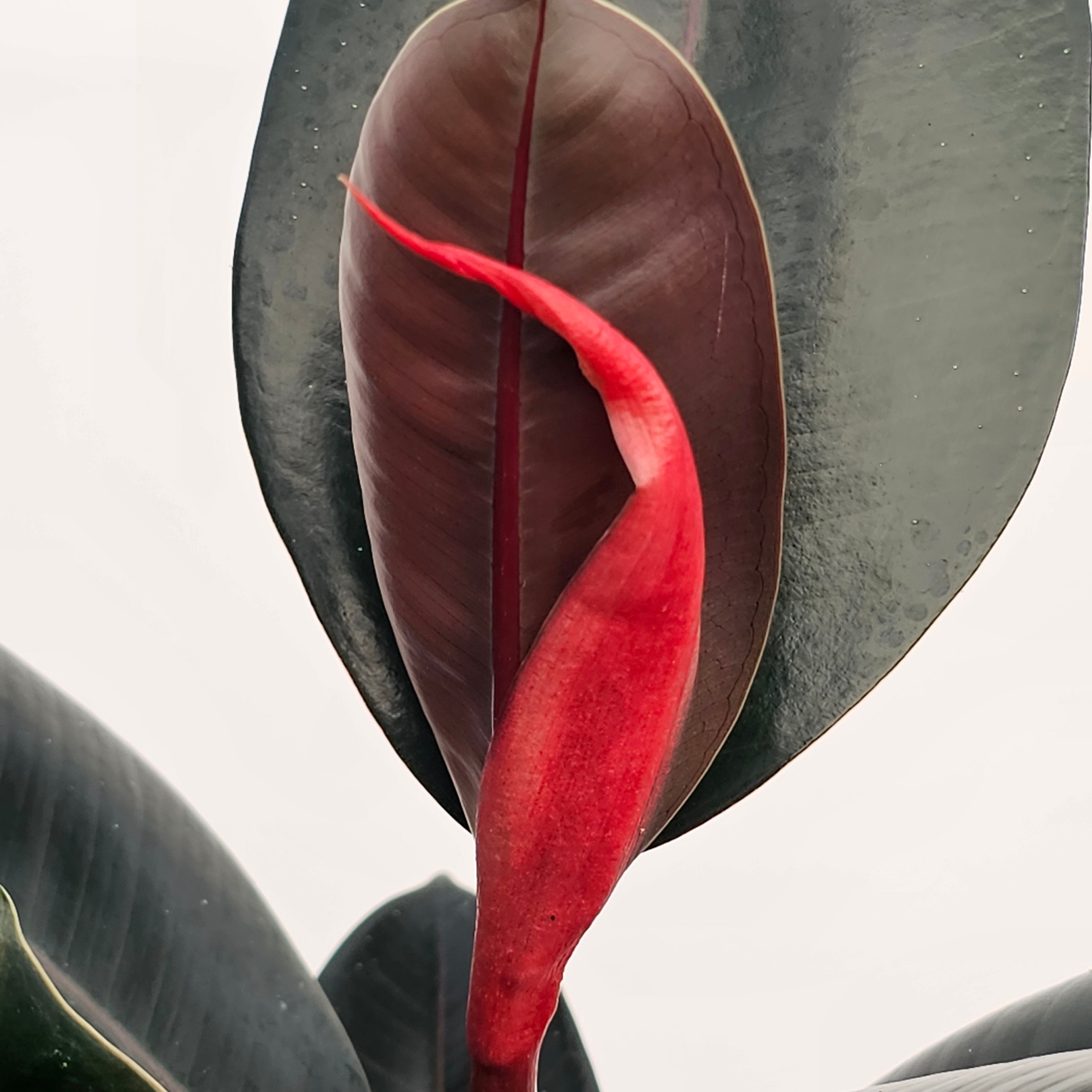 Ficus elastica Burgandy