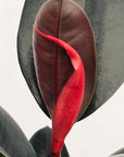 Ficus elastica Burgandy