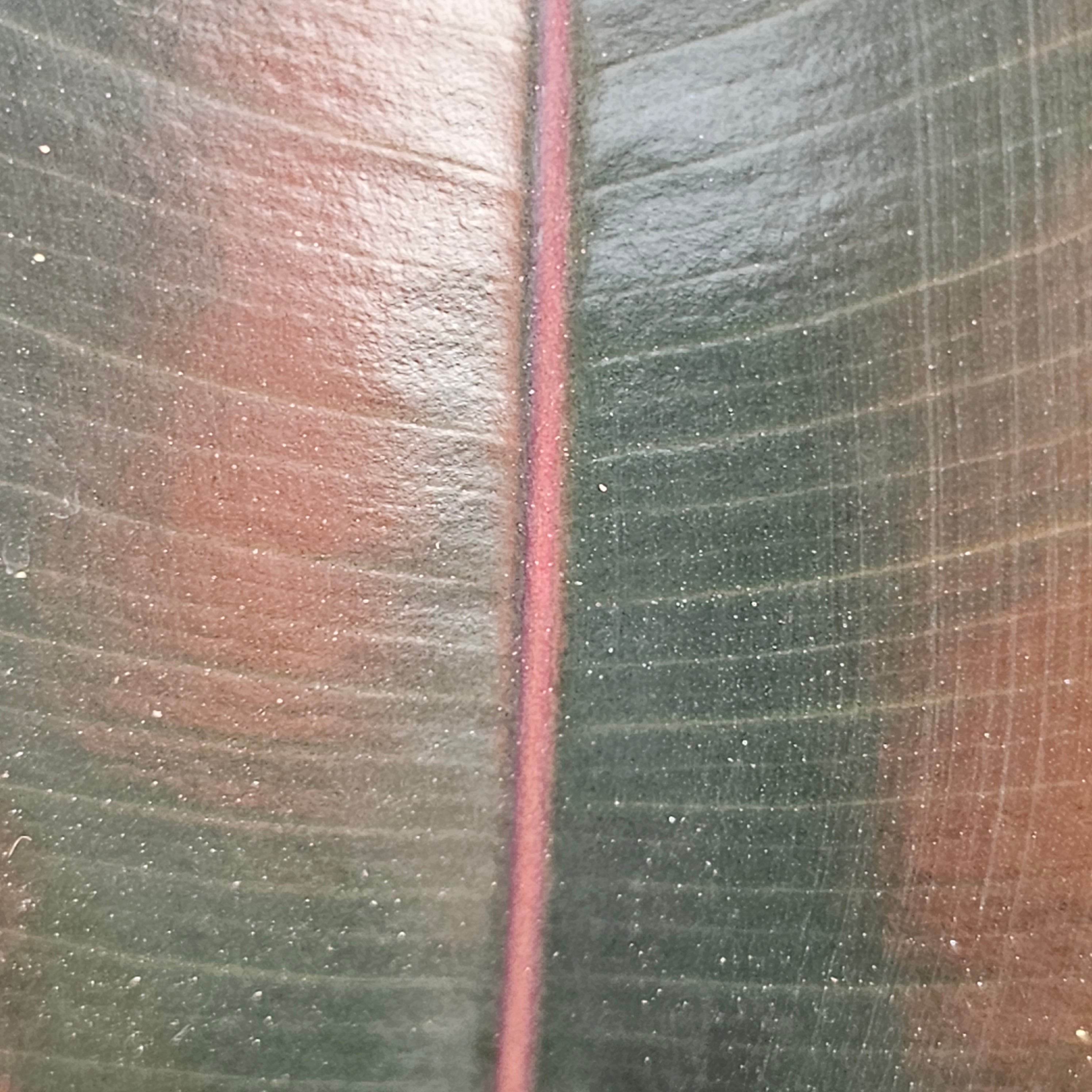 Ficus elastica Burgandy