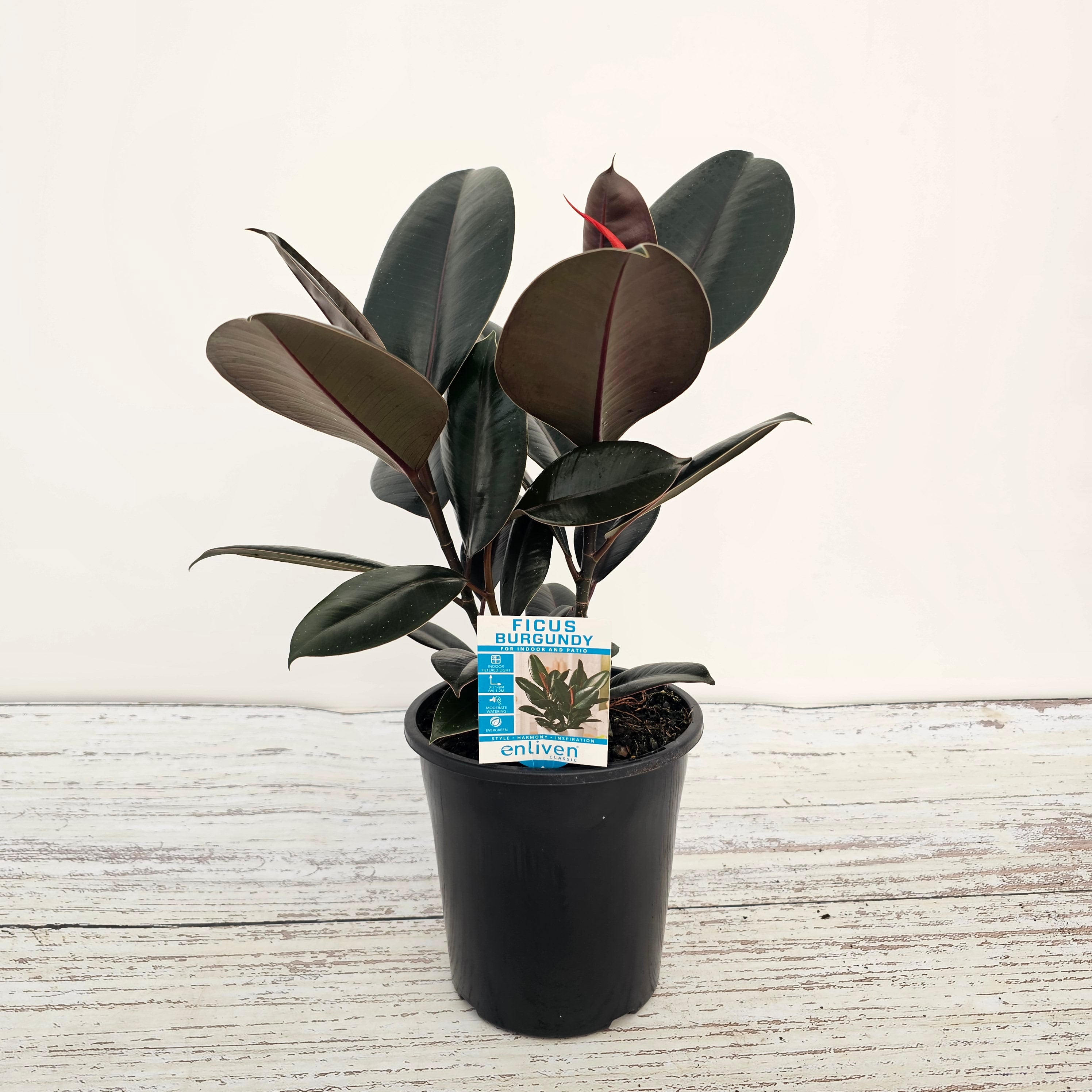 Ficus elastica Burgandy