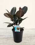 Ficus elastica Burgandy