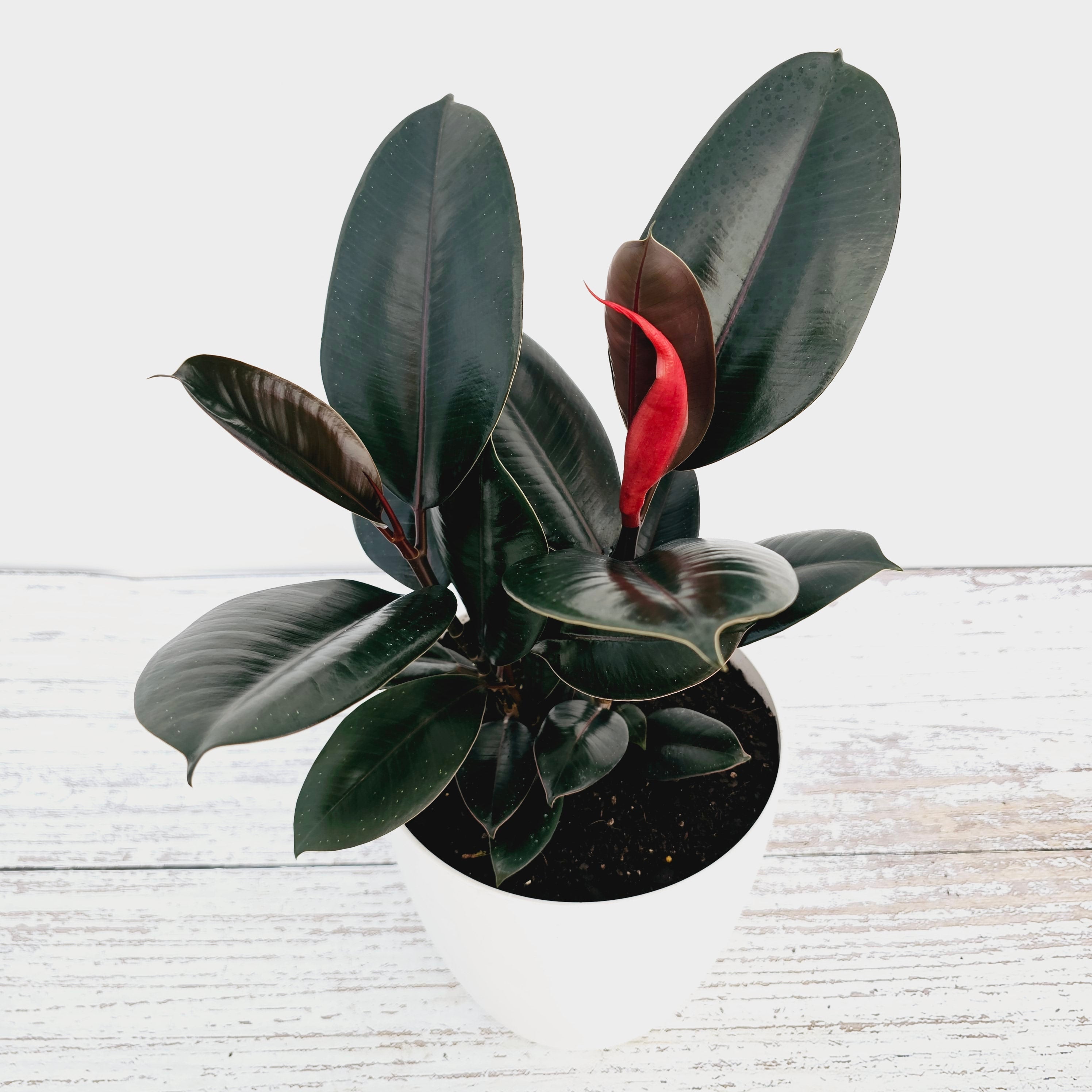 Ficus elastica Burgandy