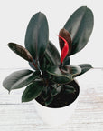 Ficus elastica Burgandy