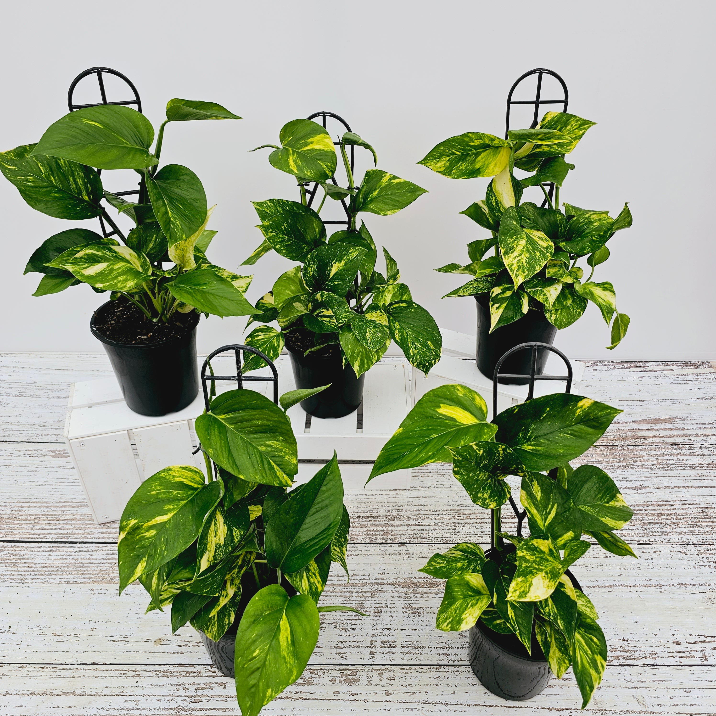 Epipremnum auruem Devil's Ivy Pothos