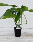 Syngonium steyermarkii