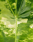 Philodendron imbe Burle Marx variegata - Bare Bottom Baby
