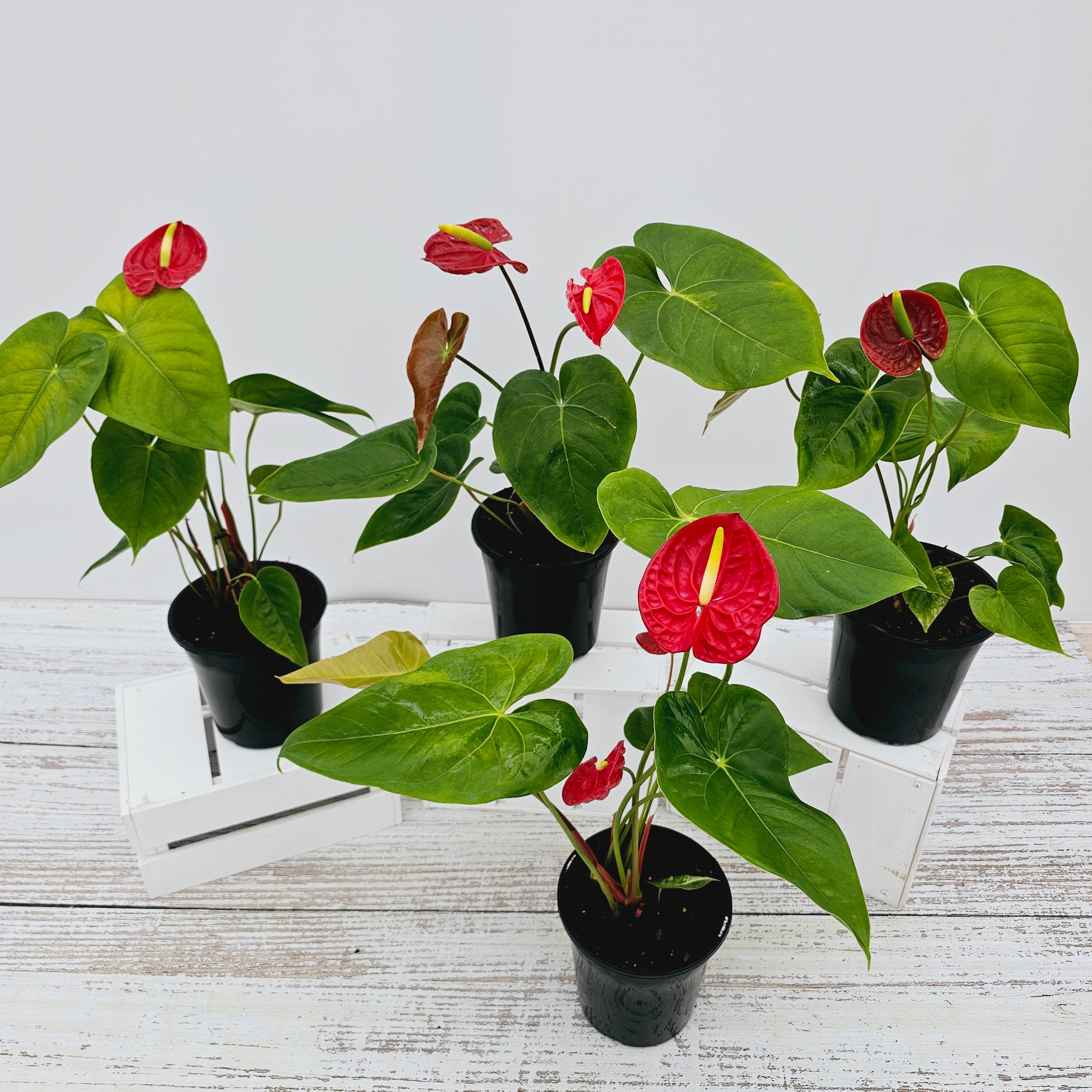 Anthurium andraeanum Flamingo Flower