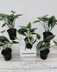 Alocasia reginae 'Platinum Dragon'