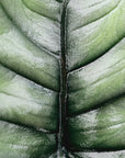 Alocasia reginae 'Platinum Dragon'