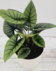 Alocasia reginae 'Platinum Dragon'