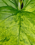 Syngonium podophyllum Mojito - perfectly imperfect Plants