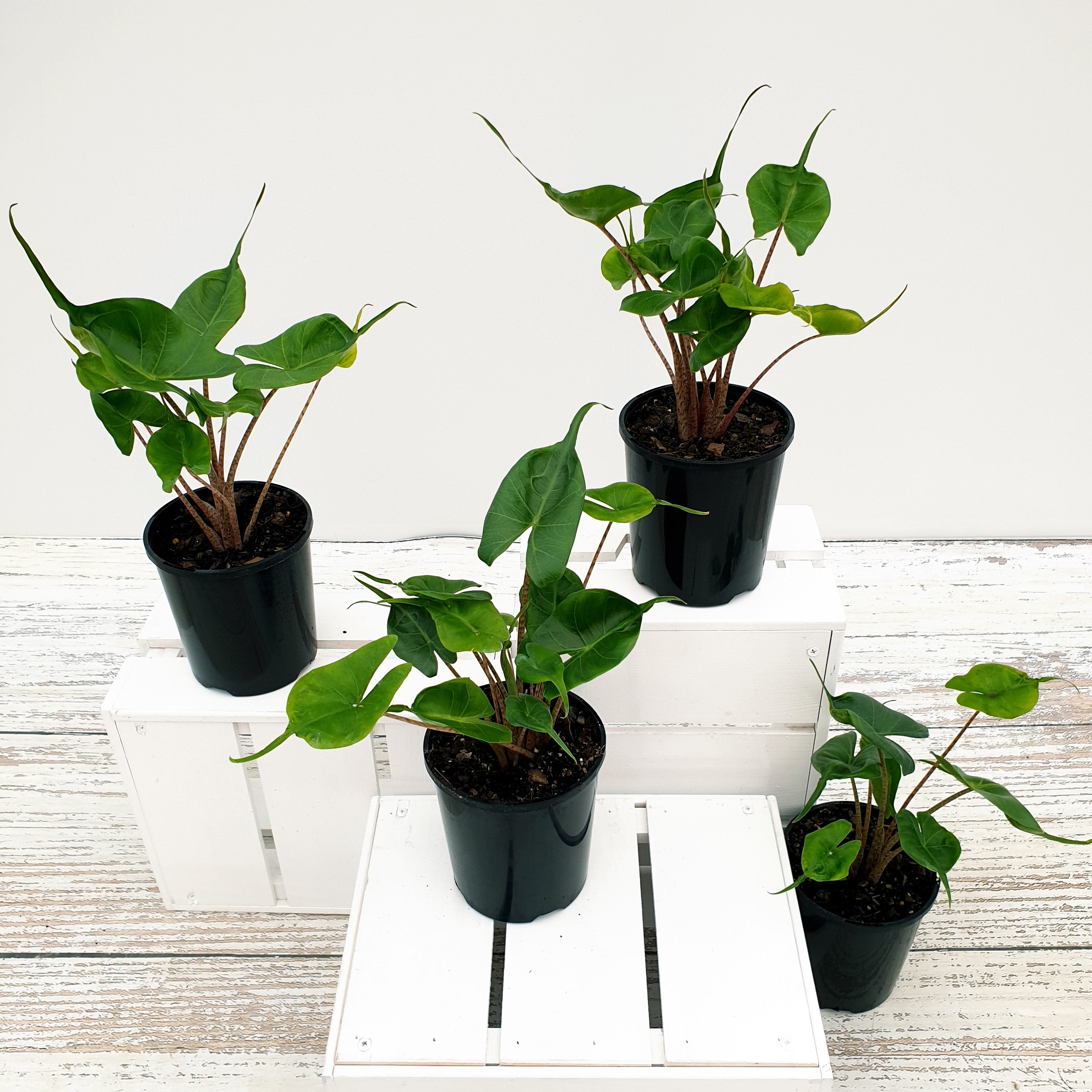 Alocasia macrorrhizos Stingray