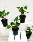 Alocasia macrorrhizos Stingray