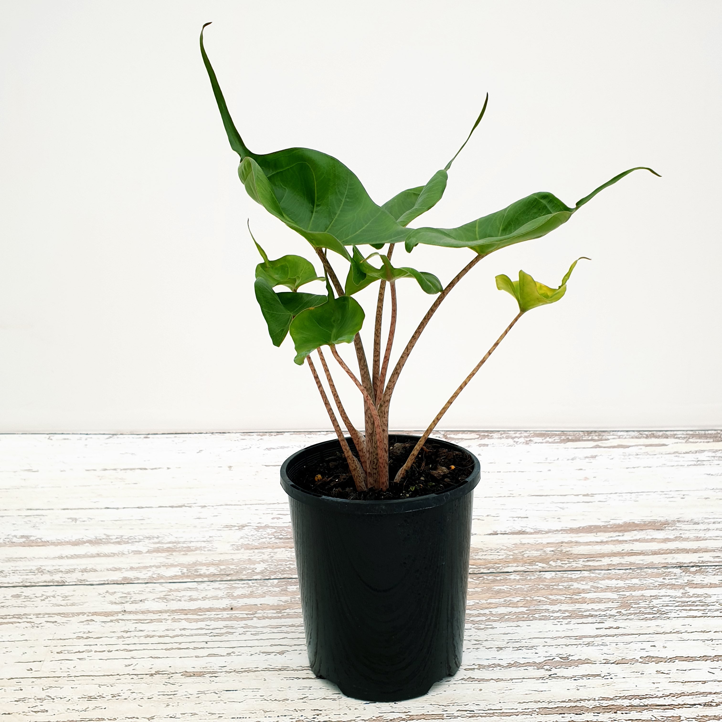 Alocasia macrorrhizos Stingray