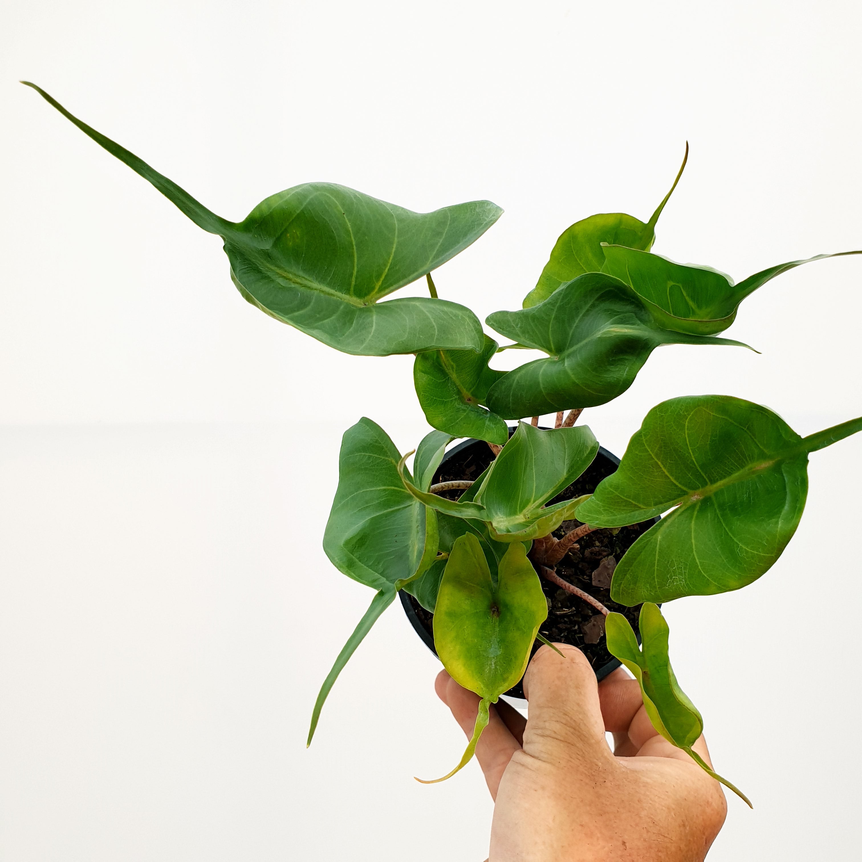 Alocasia macrorrhizos Stingray
