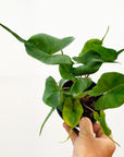 Alocasia macrorrhizos Stingray