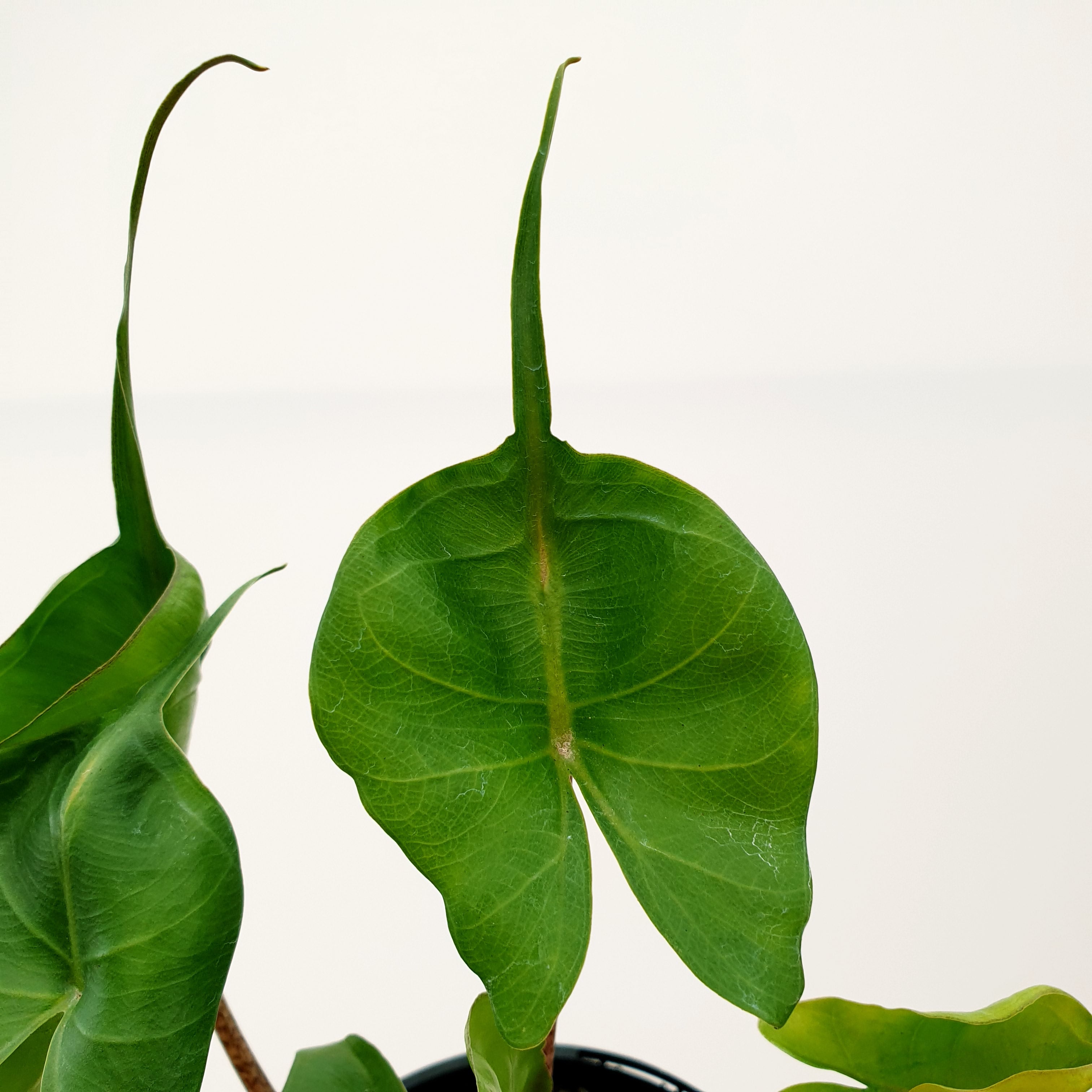 Alocasia macrorrhizos Stingray