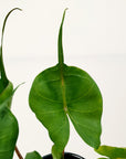 Alocasia macrorrhizos Stingray