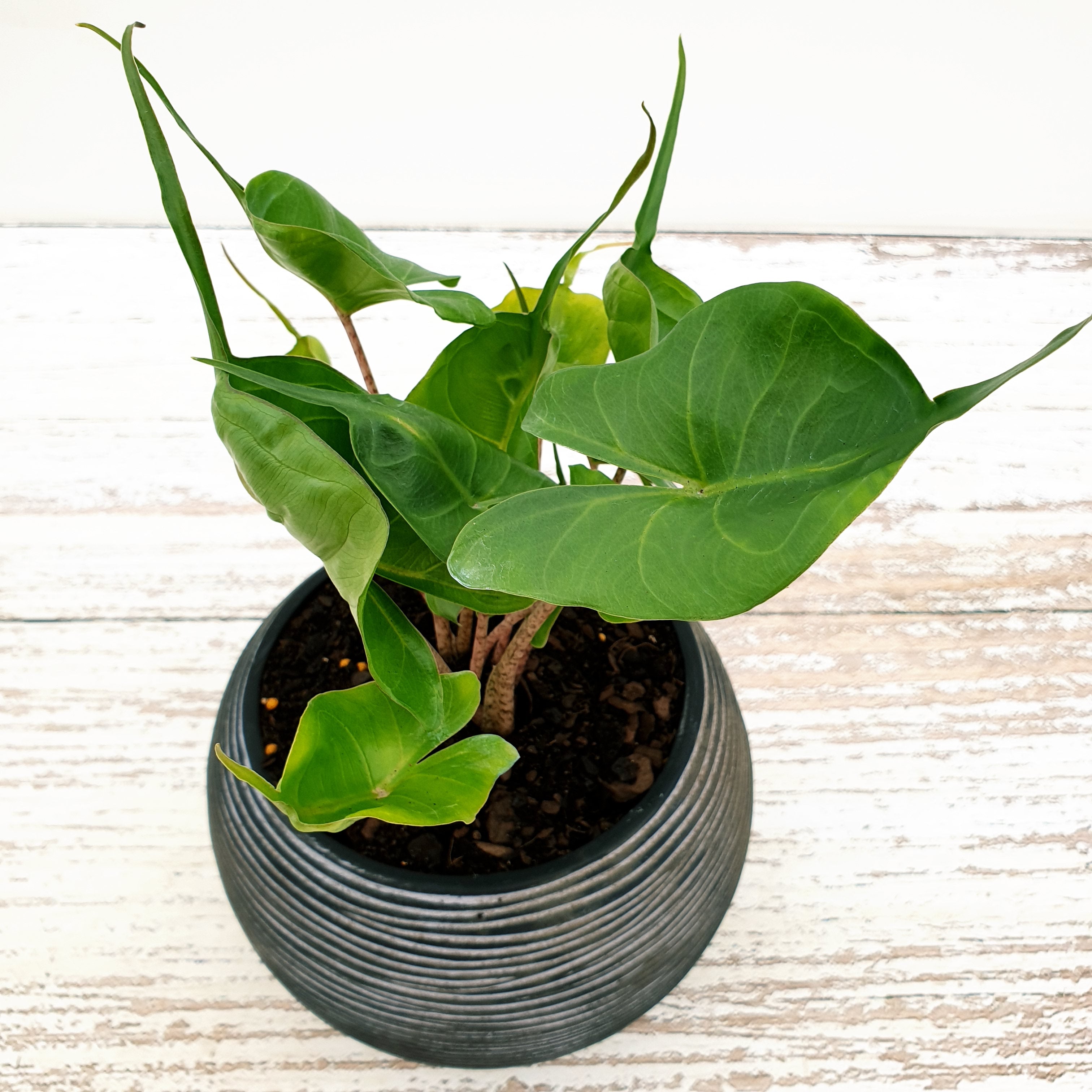Alocasia macrorrhizos Stingray