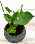 Alocasia macrorrhizos Stingray