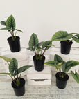 Alocasia reginae 'Platinum Dragon'