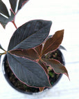 Amorphophallus atroviridis