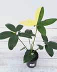 Philodendron goeldii Thaumatophyllum spruceanum Variegata