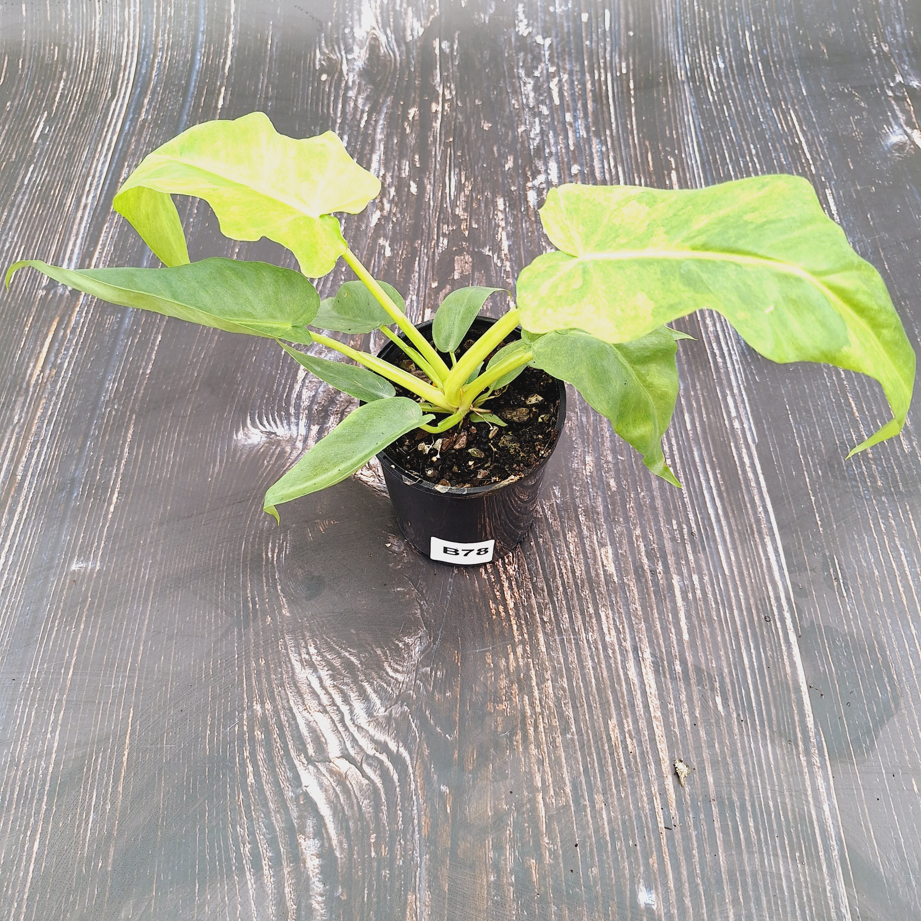 Philodendron Bob Cee Variegata