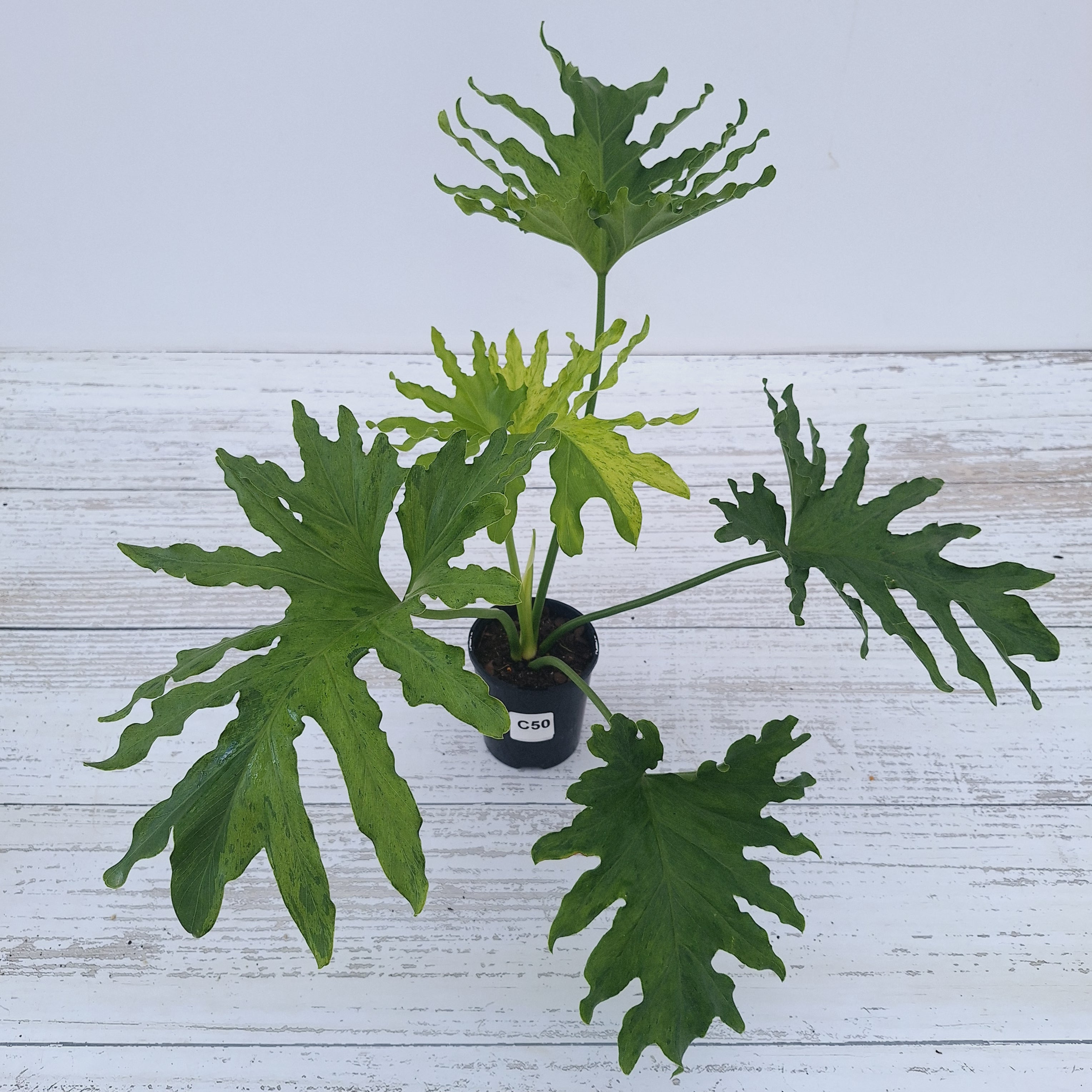 Philodendron bipinnatifidum Variegata