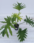 Philodendron bipinnatifidum Variegata