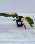 Philodendron serratum Caramel Marble