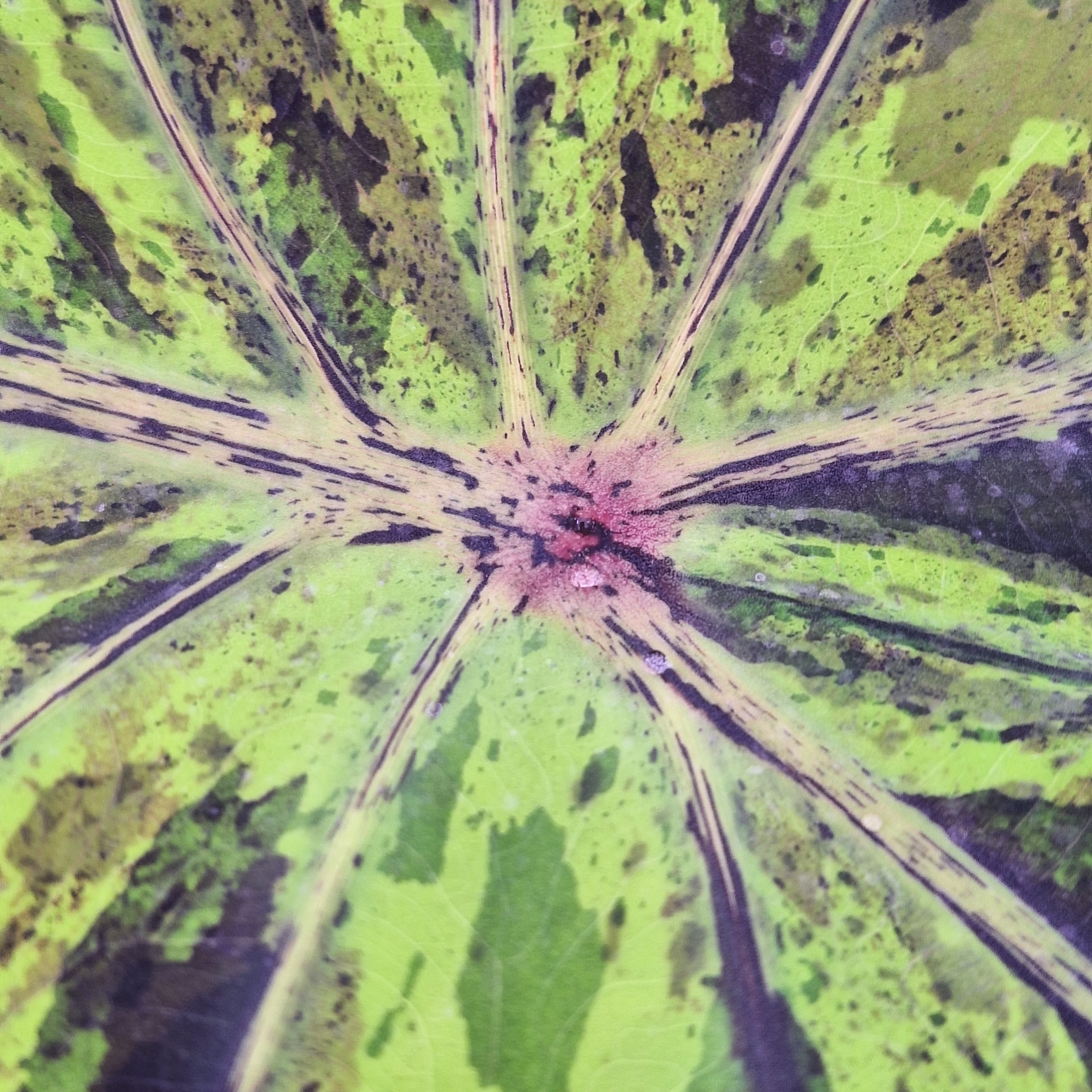 colocasia mojito- Bulb