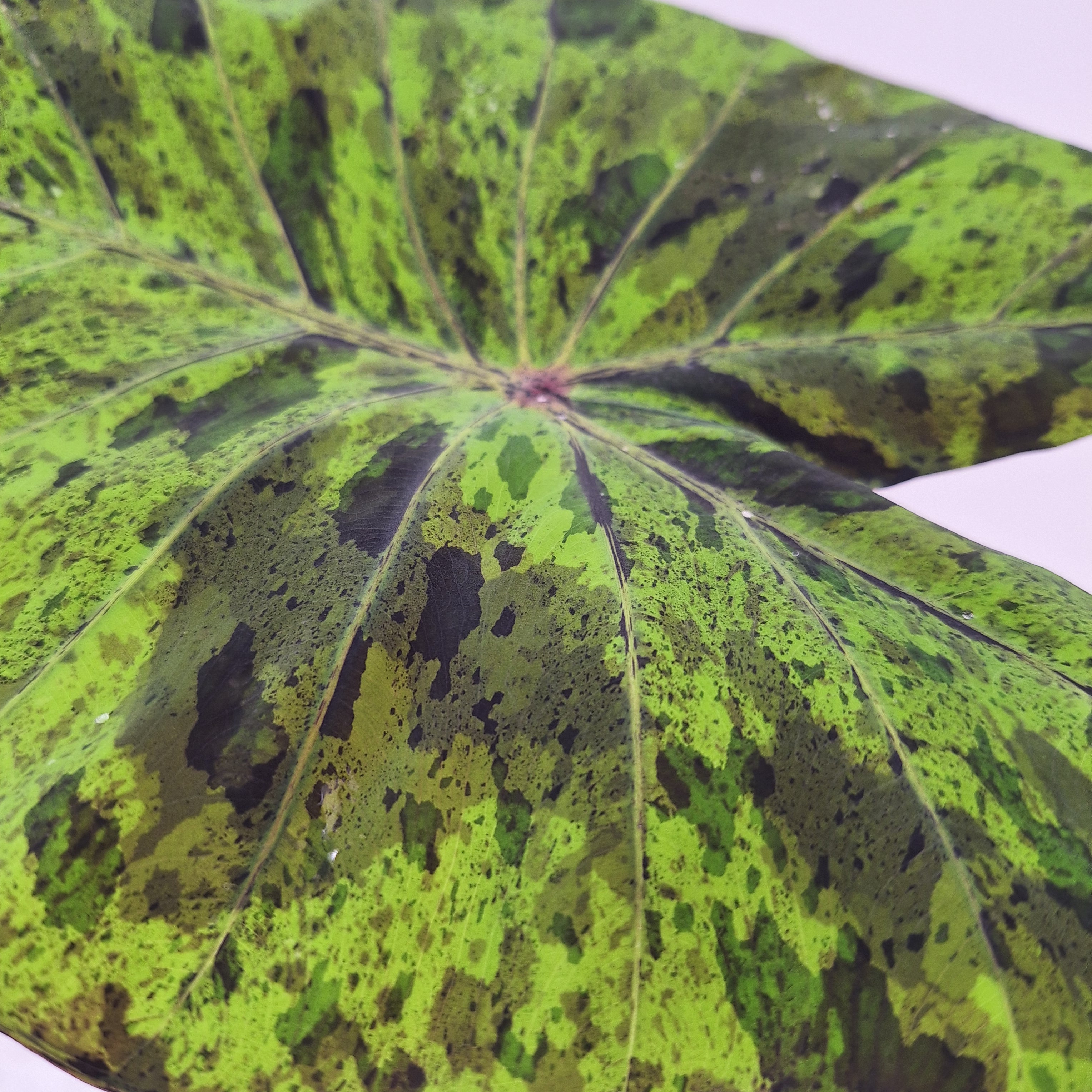 colocasia mojito- Bulb