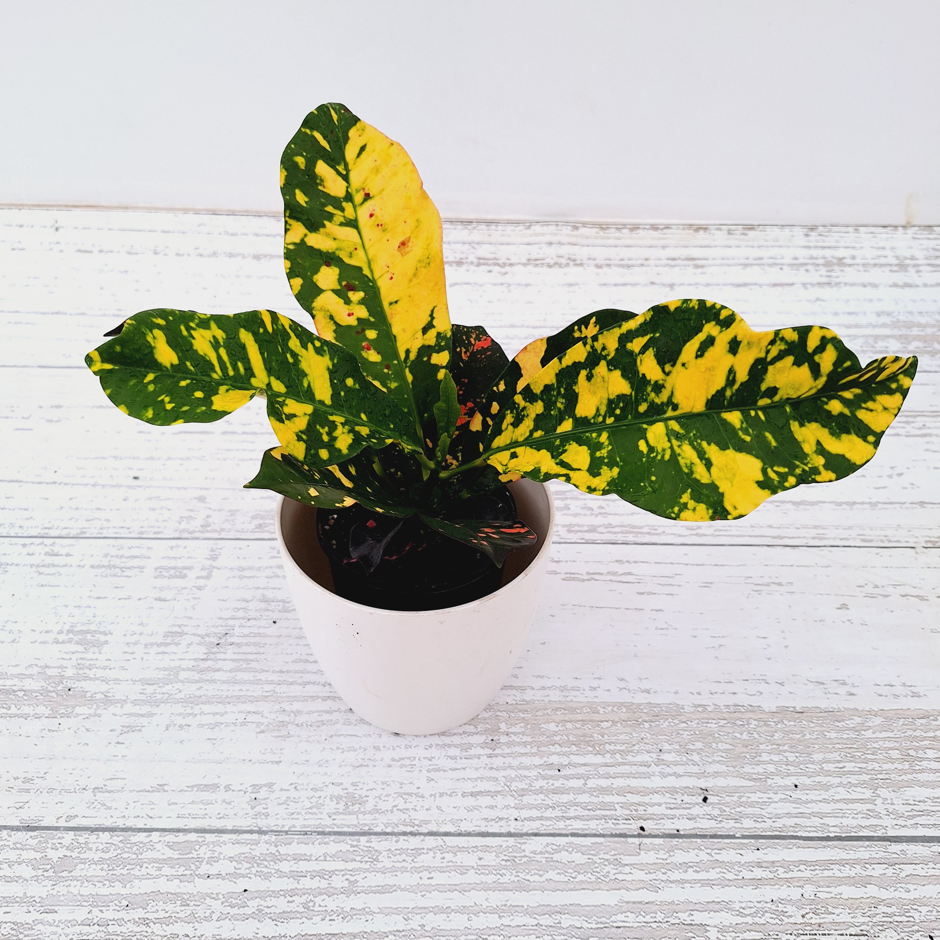 Codiaeum variegatum Croton Magnificent