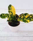 Codiaeum variegatum Croton Magnificent