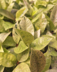 Ficus elastica Shivereana