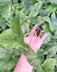 Syngonium podophyllum Mojito - perfectly imperfect Plants