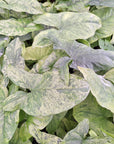 Syngonium podophyllum Mojito - perfectly imperfect Plants