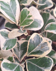 Ficus triangularis 'Albo variegata'- Bare Bottom Baby
