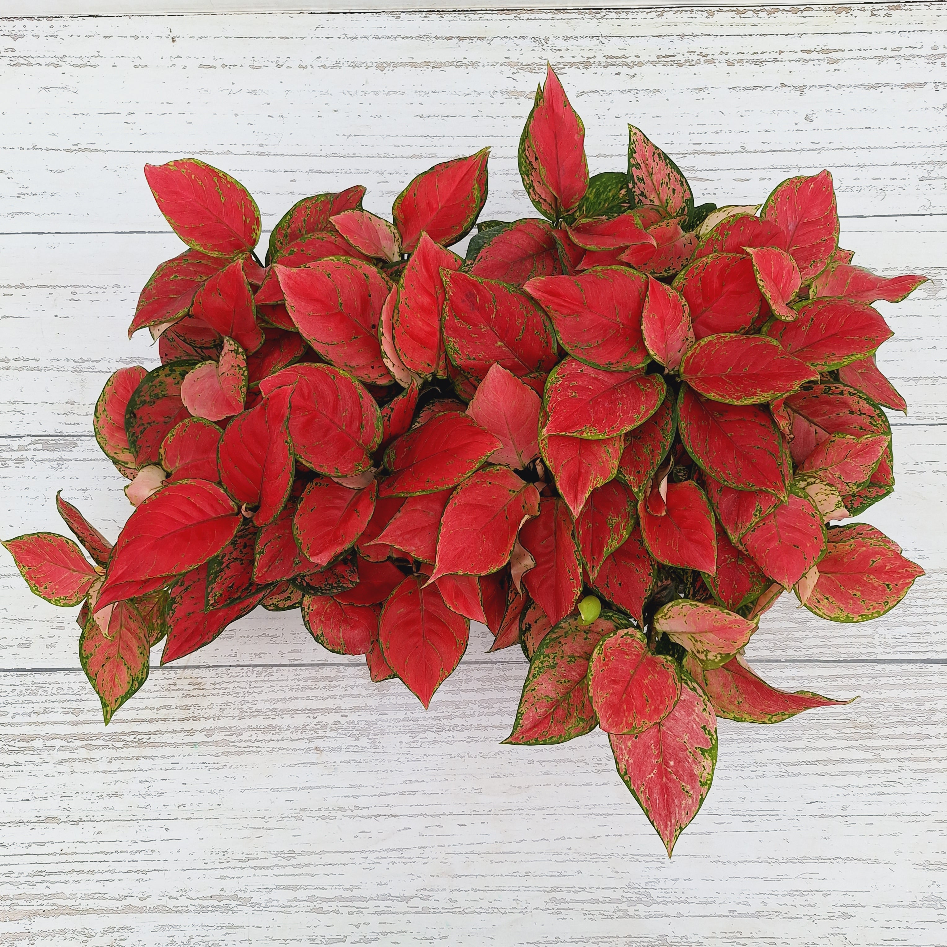 Products – Enliven Plants