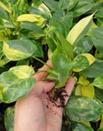 Philodendron imbe Burle Marx variegata - Bare Bottom Baby