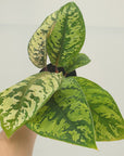 Adelonema wallisii ‘Camouflage’